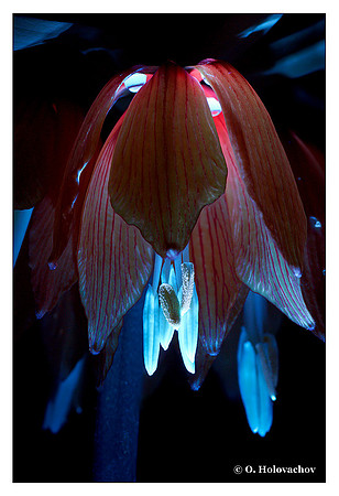 Fritillaria sp.