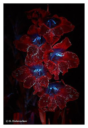 Gladiolus sp.
