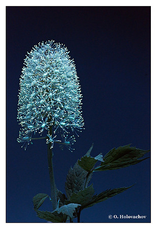 Actaea pachypoda