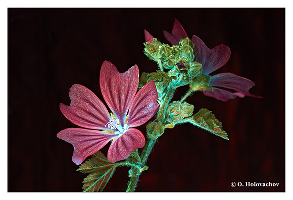 Malva neglecta