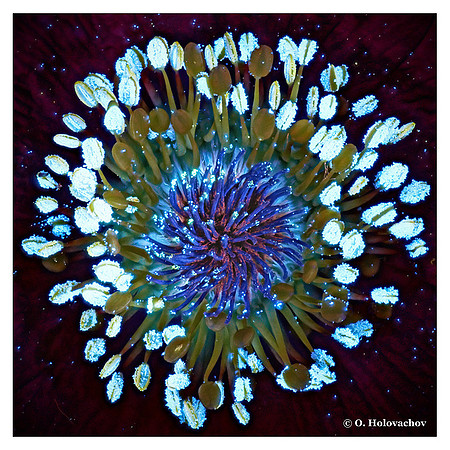 Pulsatilla grandis