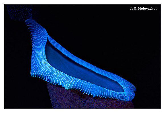 Nepenthes alata