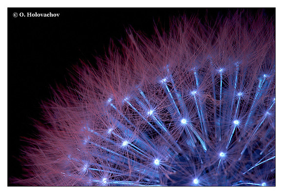 Taraxacum sp.