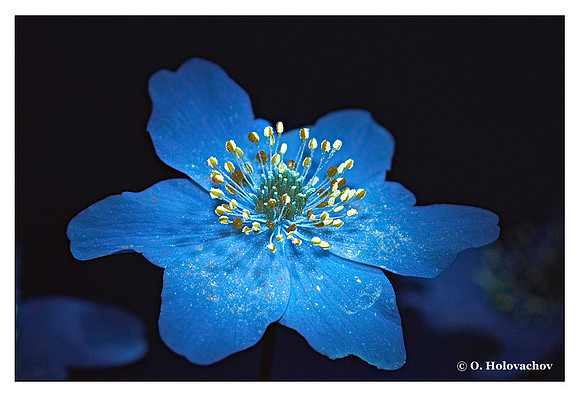 Anemone nemorosa