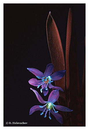 Scilla siberica
