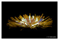 Tussilago farfara