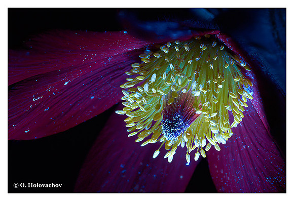 Pulsatilla vulgaris