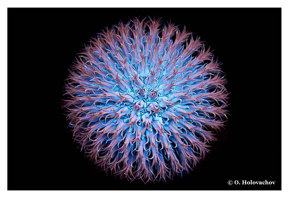 Echinops sphaerocephalus