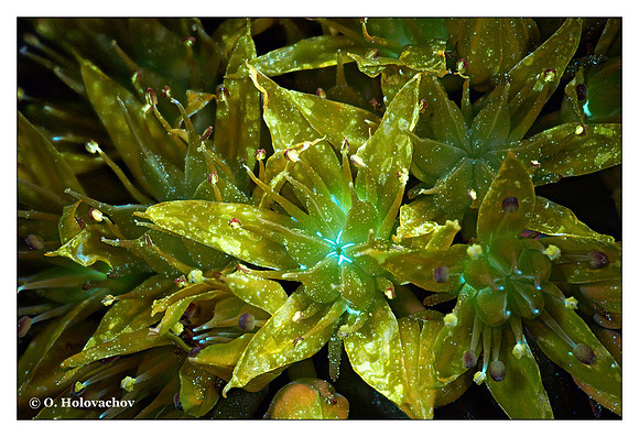 Phedimus aizoon