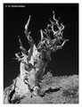 Bristlecone pine (Pinus longaeva) in the Anscient Bristlecone Pine Forest, USA