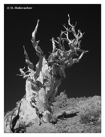 Bristlecone pine (Pinus longaeva) in the Anscient Bristlecone Pine Forest, USA