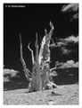 Bristlecone pine (Pinus longaeva) in the Anscient Bristlecone Pine Forest, USA
