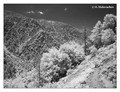 Vivian Creek Trail, San Bernardino National Forest, USA