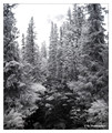 Stream in the Fulufjället national park, Sweden