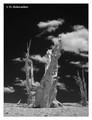 Bristlecone pine (Pinus longaeva) in the Anscient Bristlecone Pine Forest, USA