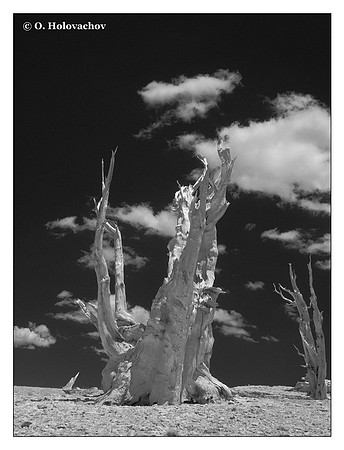 Bristlecone pine (Pinus longaeva) in the Anscient Bristlecone Pine Forest, USA