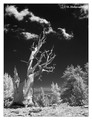 Bristlecone pine (Pinus longaeva) in the Anscient Bristlecone Pine Forest, USA