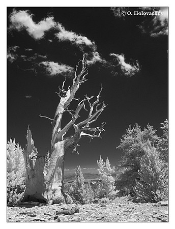 Bristlecone pine (Pinus longaeva) in the Anscient Bristlecone Pine Forest, USA