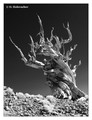 Bristlecone pine (Pinus longaeva) in the Anscient Bristlecone Pine Forest, USA