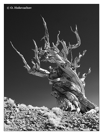 Bristlecone pine (Pinus longaeva) in the Anscient Bristlecone Pine Forest, USA