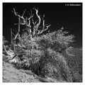 Schulman Grove in the Anscient Bristlecone Pine Forest, USA