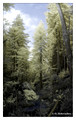 Coastal Redwoods (Sequoia sempervirens) in the Pfeiffer Big Sur State Park