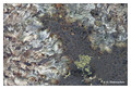Weathered lava field