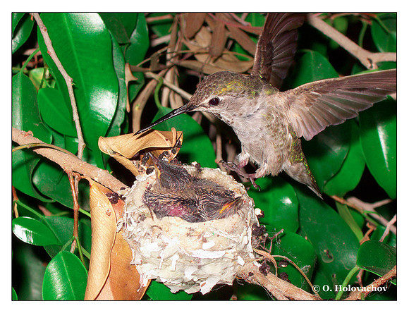 June 26 - progress in the nest of Anna's Hummingbird (Calypte anna)