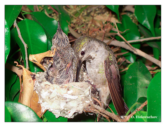 June 29 - progress in the nest of Anna's Hummingbird (Calypte anna)
