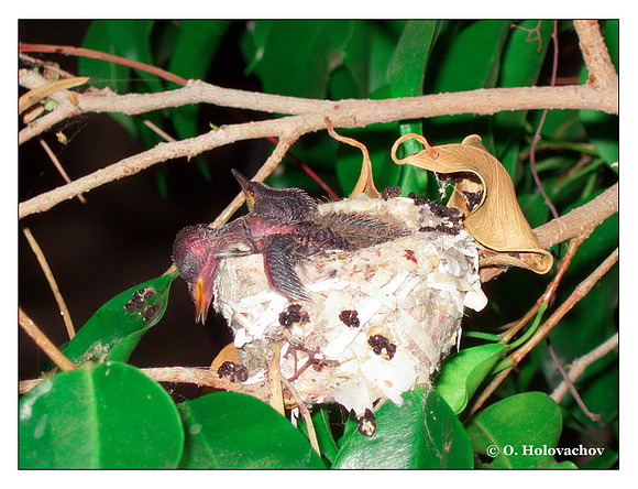 June 25 - progress in the nest of Anna's Hummingbird (Calypte anna)