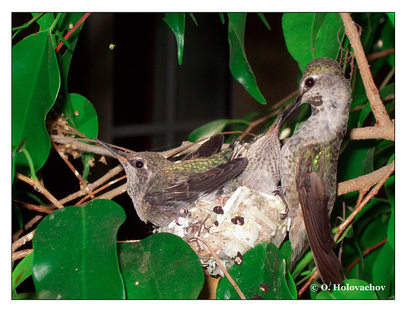 July 6 - progress in the nest of Anna's Hummingbird (Calypte anna)
