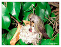 June 16 - progress in the nest of Anna's Hummingbird (Calypte anna)