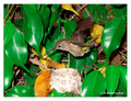 June 10 - progress in the nest of Anna's Hummingbird (Calypte anna)
