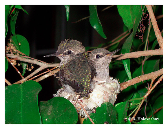 July 7 - progress in the nest of Anna's Hummingbird (Calypte anna)