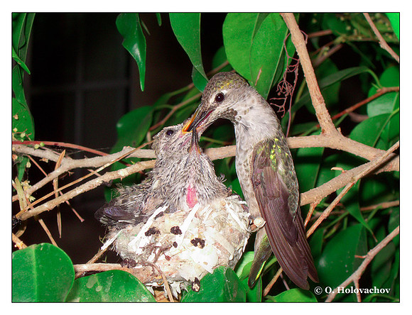 July 2 - progress in the nest of Anna's Hummingbird (Calypte anna)