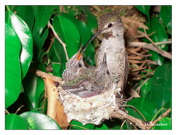 July 1 - progress in the nest of Anna's Hummingbird (Calypte anna)