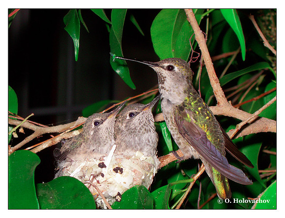 July 7 - progress in the nest of Anna's Hummingbird (Calypte anna)