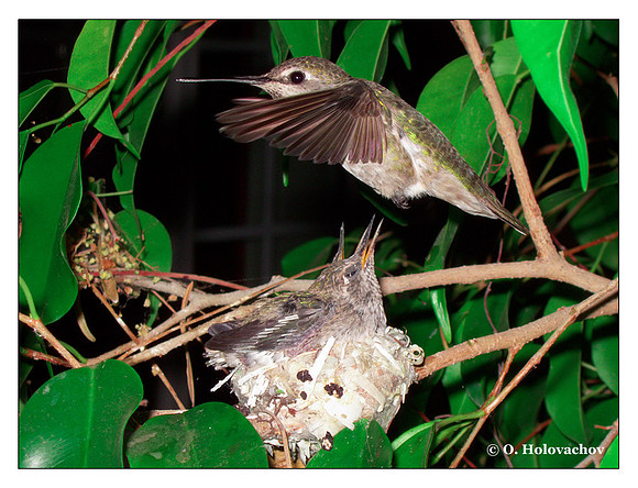 July 3 - progress in the nest of Anna's Hummingbird (Calypte anna)
