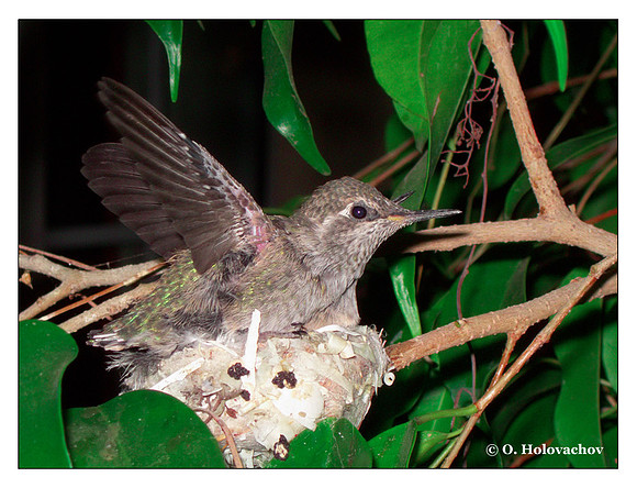 July 6 - progress in the nest of Anna's Hummingbird (Calypte anna)