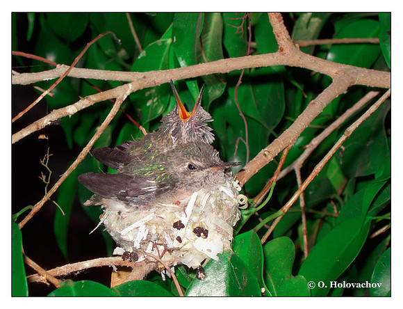 July 4 - progress in the nest of Anna's Hummingbird (Calypte anna)