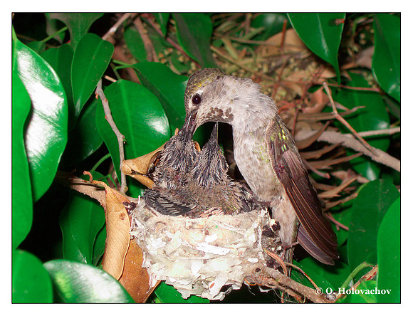 June 29 - progress in the nest of Anna's Hummingbird (Calypte anna)