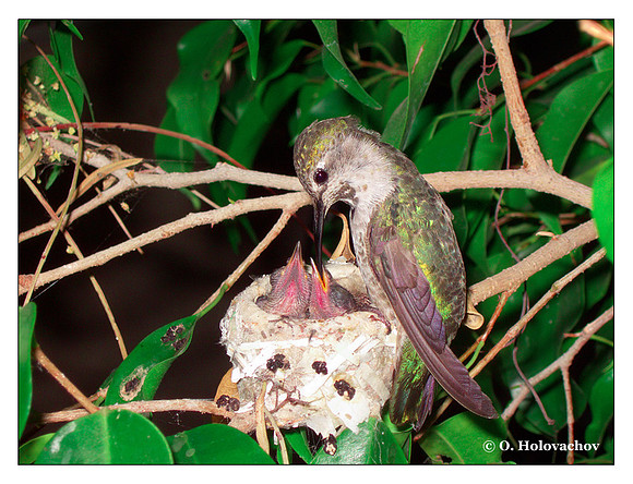 June 24 - progress in the nest of Anna's Hummingbird (Calypte anna)