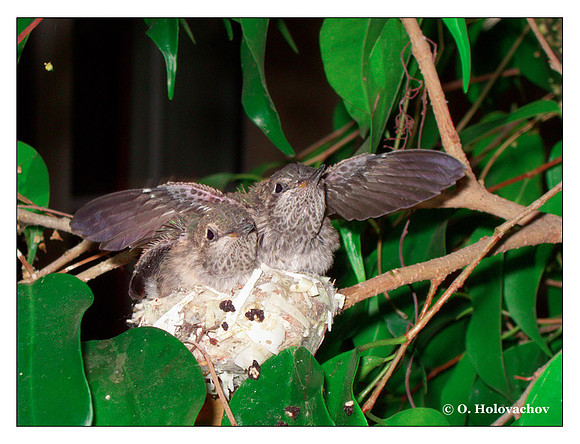 July 6 - progress in the nest of Anna's Hummingbird (Calypte anna)