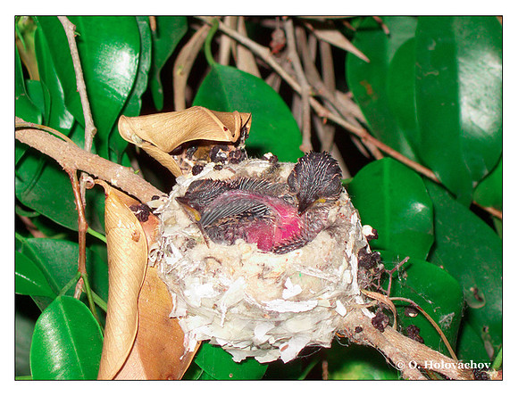 June 26 - progress in the nest of Anna's Hummingbird (Calypte anna)