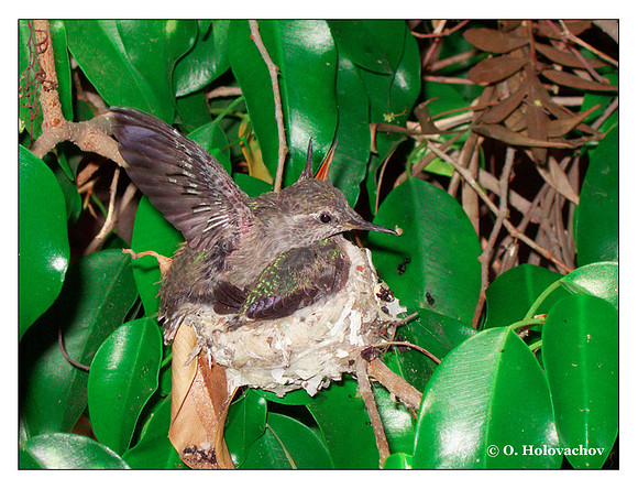 July 5 - progress in the nest of Anna's Hummingbird (Calypte anna)