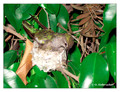 June 18 - progress in the nest of Anna's Hummingbird (Calypte anna)