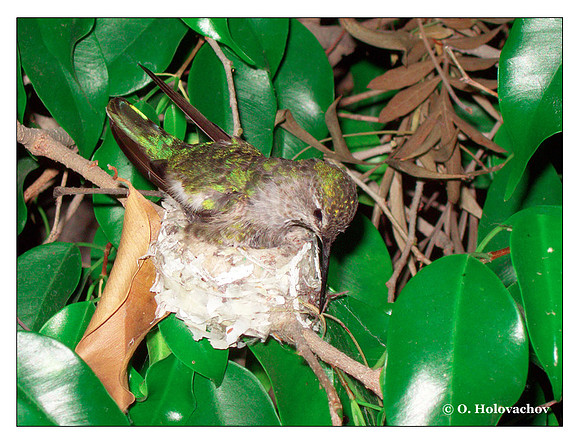 June 18 - progress in the nest of Anna's Hummingbird (Calypte anna)