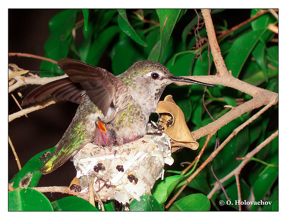 June 24 - progress in the nest of Anna's Hummingbird (Calypte anna)