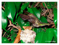 June 15 - progress in the nest of Anna's Hummingbird (Calypte anna)
