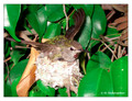 June 16 - progress in the nest of Anna's Hummingbird (Calypte anna)